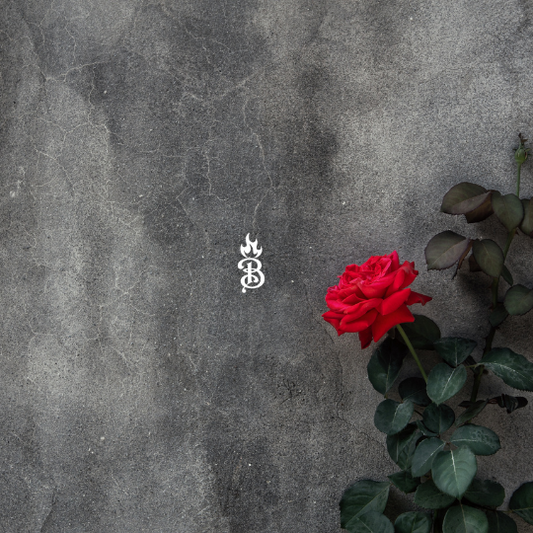 Rose from Concrete